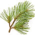 Scottish pine